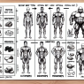 Qué tipo de dieta va mejor con Trenbolone según tu biotipo