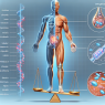 Semaglutid y su impacto sobre el equilibrio corporal